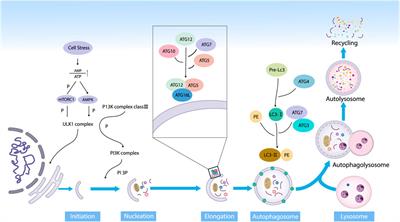 Regulatory mechanisms of autophagy-related ncRNAs in bone metabolic diseases